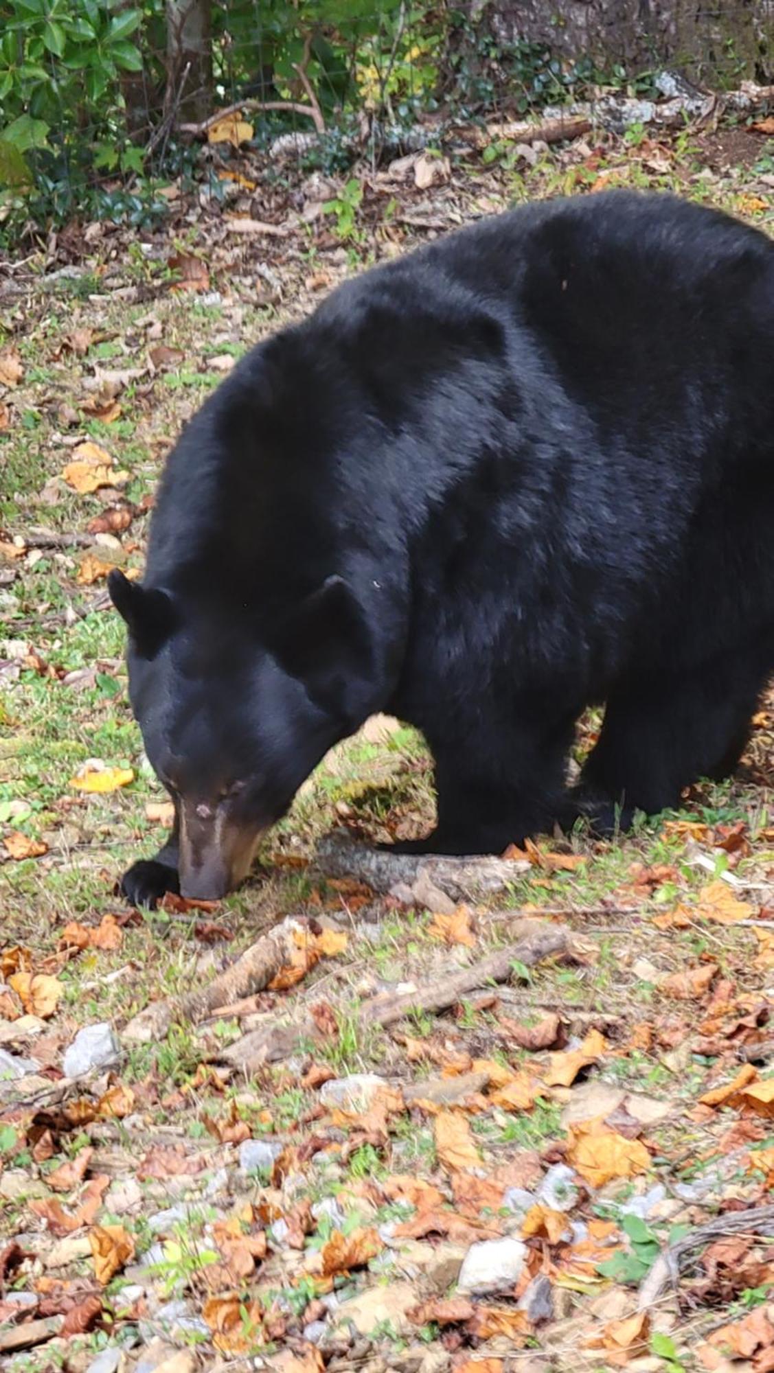 Bear Necessities, Luxury 5Bd Mtn Views, Hot Tub, Many Bear Sightings Villa แกตลิงเบิร์ก ภายนอก รูปภาพ