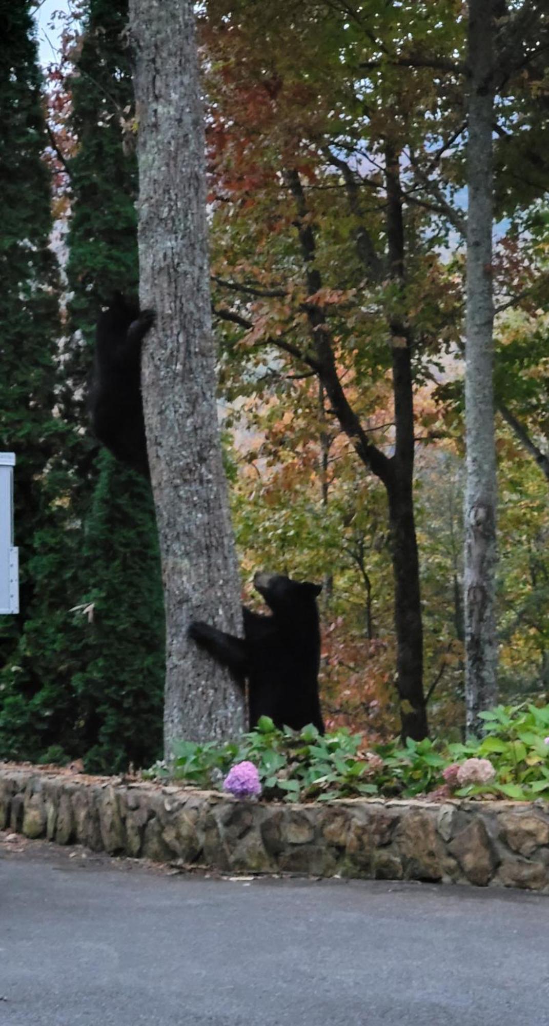 Bear Necessities, Luxury 5Bd Mtn Views, Hot Tub, Many Bear Sightings Villa แกตลิงเบิร์ก ภายนอก รูปภาพ